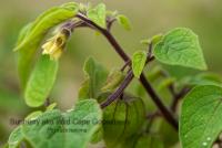 post-5482-0-58620900-1338292734_thumb.jp