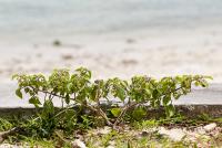 post-5482-0-60739800-1338356361_thumb.jp