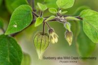 post-5482-0-83619800-1338292763_thumb.jp