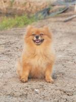 post-104736-0-44334300-1367657931_thumb.