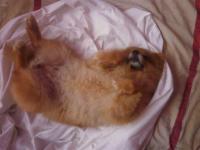 post-104736-0-72159300-1367657941_thumb.