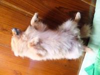 post-104736-0-91330500-1367657939_thumb.