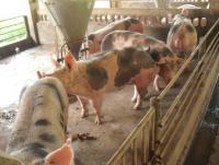 post-109249-0-26350300-1368598036_thumb.