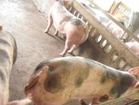 post-109249-0-41844500-1368598670_thumb.