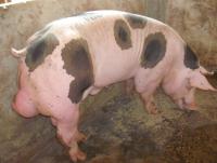 post-109249-0-76115400-1368420038_thumb.