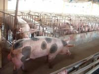 post-109249-0-84613600-1368420389_thumb.