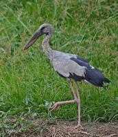 post-12069-0-02456500-1369834466_thumb.j