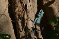 post-12069-0-24342100-1368340815_thumb.j