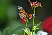 post-12069-0-61584300-1368674847_thumb.j