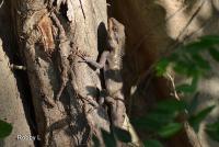 post-12069-0-73681200-1368340283_thumb.j