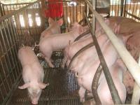 post-126208-0-16054200-1367604240_thumb.