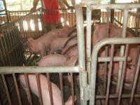 post-126208-0-29782200-1367604241_thumb.