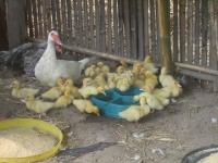 post-126208-0-63783500-1367407286_thumb.