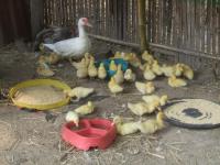 post-126208-0-98251800-1367407288_thumb.