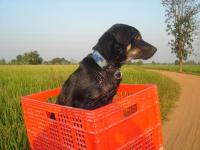 post-140056-0-12536000-1367575350_thumb.