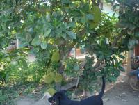 post-140056-0-44202700-1369800401_thumb.