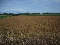 post-140056-0-53151500-1367637157_thumb.