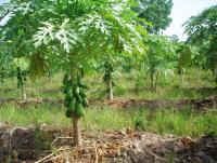 post-140056-0-93337400-1369367066_thumb.