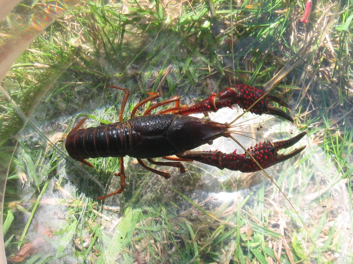 Anyone Knows Where I Can Buy Crawfish In Thailand? - Chiang Mai ...