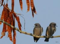 post-59731-0-79953300-1369805614_thumb.j