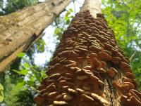 post-70928-0-07575400-1368551410_thumb.j