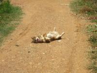 post-70928-0-54220400-1369245458_thumb.j