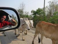 post-70928-0-67144200-1368944901_thumb.j