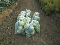 post-70928-0-80658800-1367635177_thumb.j