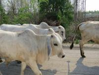 post-70928-0-83476700-1368944978_thumb.j