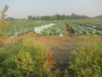 post-70928-0-98722900-1367635183_thumb.j