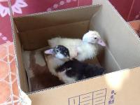 post-85853-0-31944900-1369566702_thumb.j