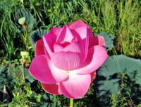 post-12069-0-32253000-1400640927_thumb.j