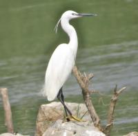 post-12069-0-71761300-1401009855_thumb.j