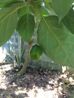 post-14625-0-43810000-1401196063_thumb.j