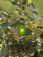 post-14625-0-44058200-1401196116_thumb.j