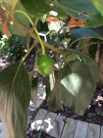 post-14625-0-50582800-1401196164_thumb.j