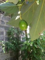 post-14625-0-69051500-1401196211_thumb.j