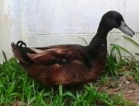 post-154309-0-07086300-1399776428_thumb.