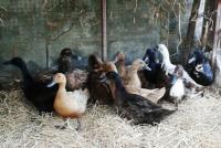 post-154309-0-53353100-1399776430_thumb.