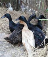 post-154309-0-62988900-1399776425_thumb.