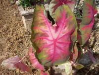 post-175700-0-94047500-1400295767_thumb.