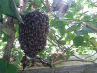 post-17753-0-11728800-1400122332_thumb.j