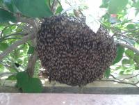 post-17753-0-31605300-1400053347_thumb.j