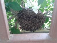 post-17753-0-42276200-1400053340_thumb.j