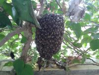 post-17753-0-50262800-1400122324_thumb.j