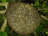 post-17753-0-64142100-1400084241_thumb.j