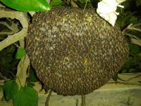 post-17753-0-69285900-1400084232_thumb.j