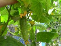 post-184243-0-59151200-1399357784_thumb.