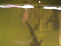 post-184243-0-75164100-1399357901_thumb.