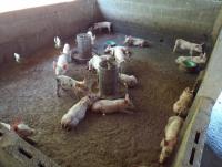 post-32351-0-84931100-1399636576_thumb.j